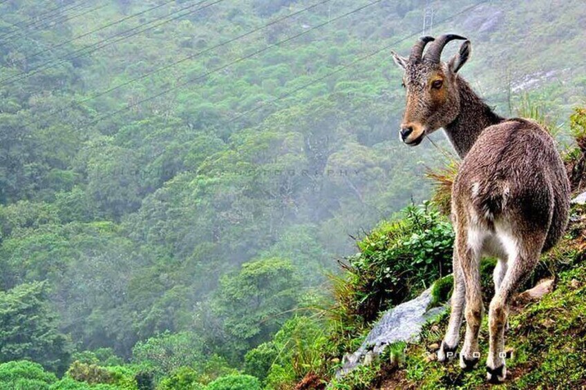 Overnight Munnar from Kochi