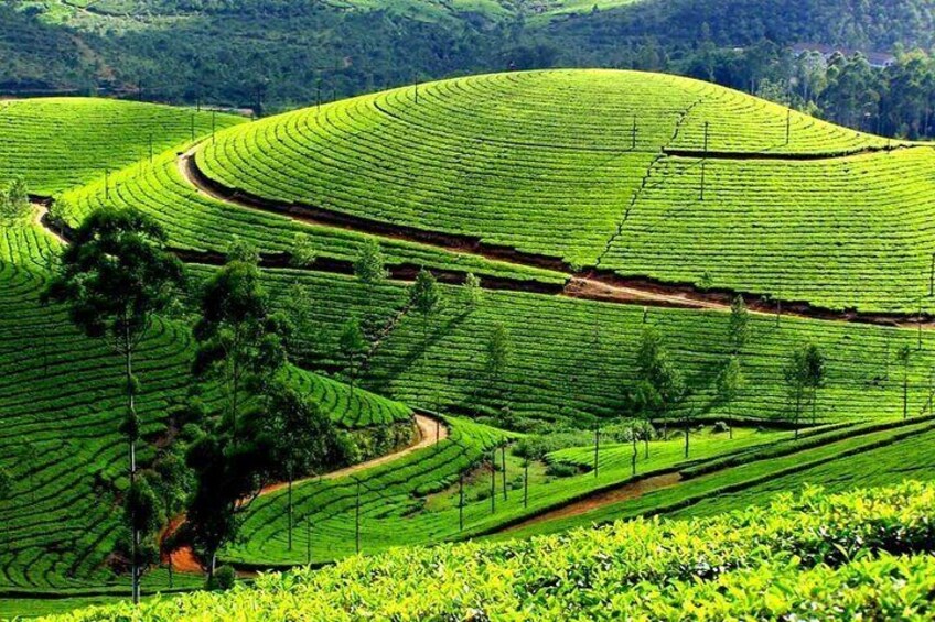 Overnight Munnar from Kochi