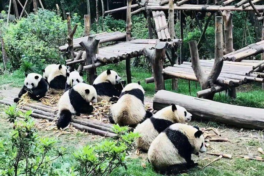 Private Customizable Chengdu Full Day Panda Tour