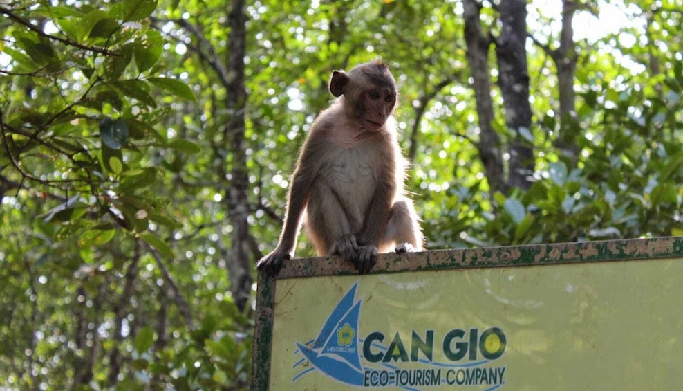 Discover Can Gio Mangrove Forest by Scooter full day tour 