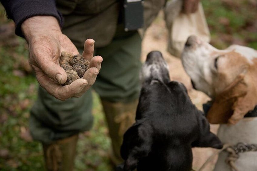 Truffle Hunting Experience Tour Tickets