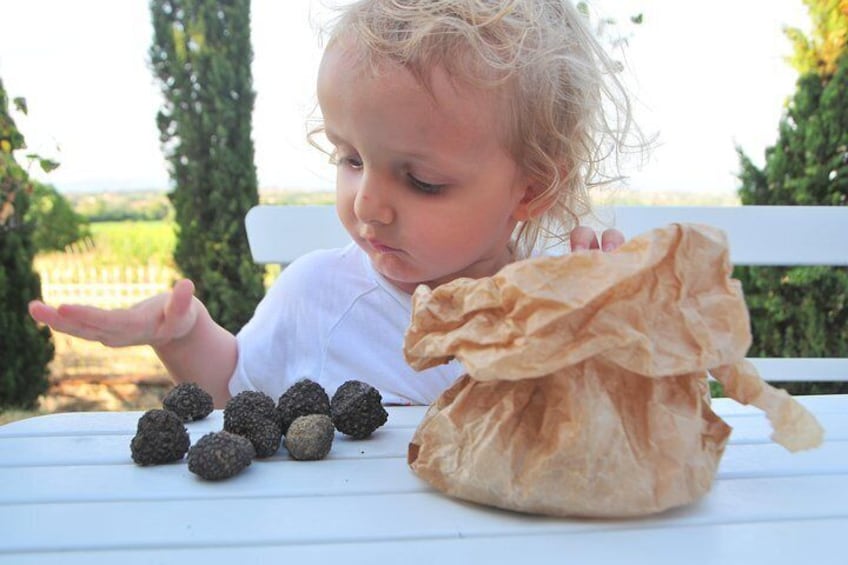 Tuscany: Truffle Hunting with Gourmet Truffle Lunch in a Winery of San Gimignano