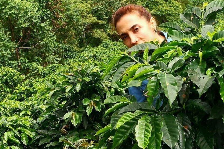 Between coffee plantations