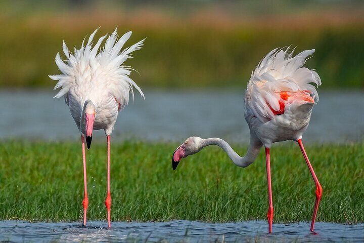 Bundala National Park Safari