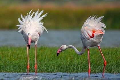 Bundala National Park Safari (PRIVATE TOURS)- Morning & Afternoon