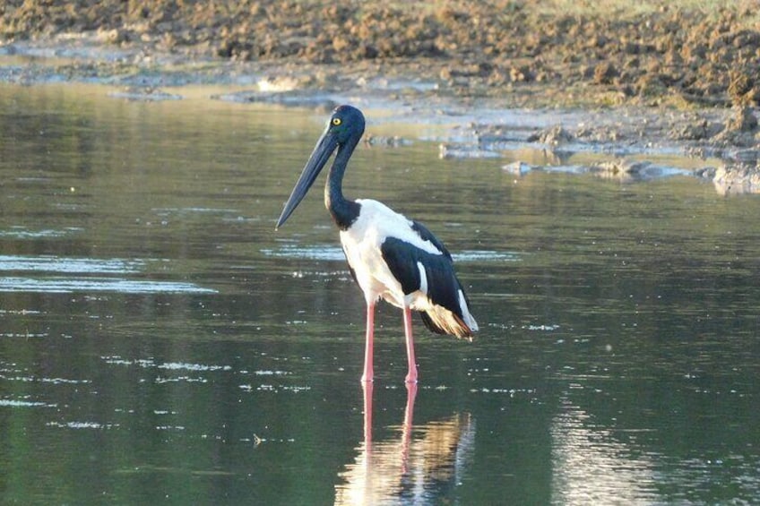 From Galle/ Mirissa /Ella to YALA NATIONAL PARK Safari Experience