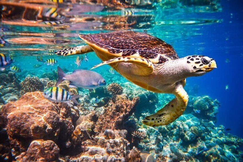 Mnemba Island Tour; Baraka Aquarium; Kuza Cave Tour; Blue Lagoon Snorkeling; Starfish Adventure; The Rock Restaurant