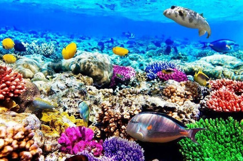 Mnemba Island Tour; Baraka Aquarium; Kuza Cave Tour; Blue Lagoon Snorkeling; Starfish Adventure; The Rock Restaurant