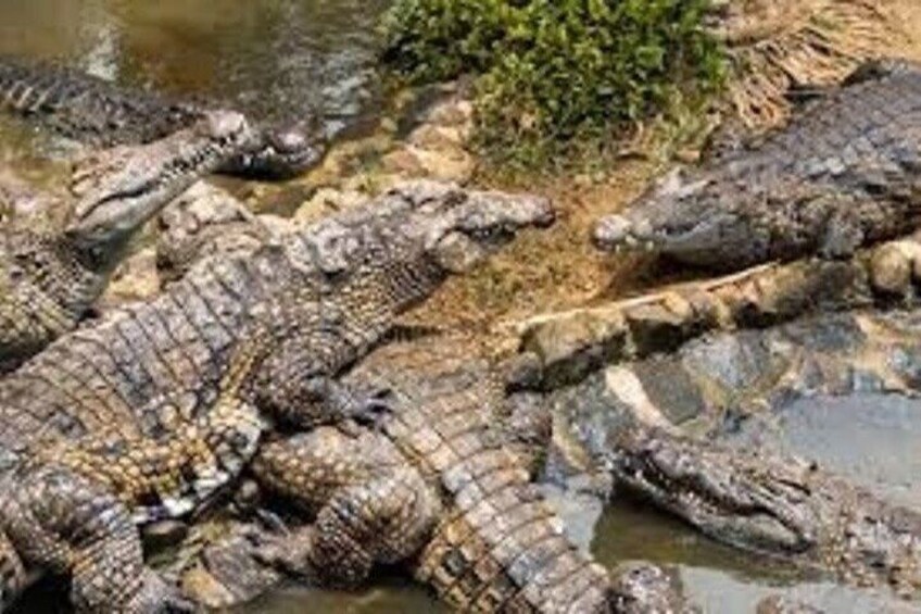 Crocodile Nature Park 