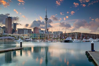 Full-day Auckland City & Rainforest Tour by Car