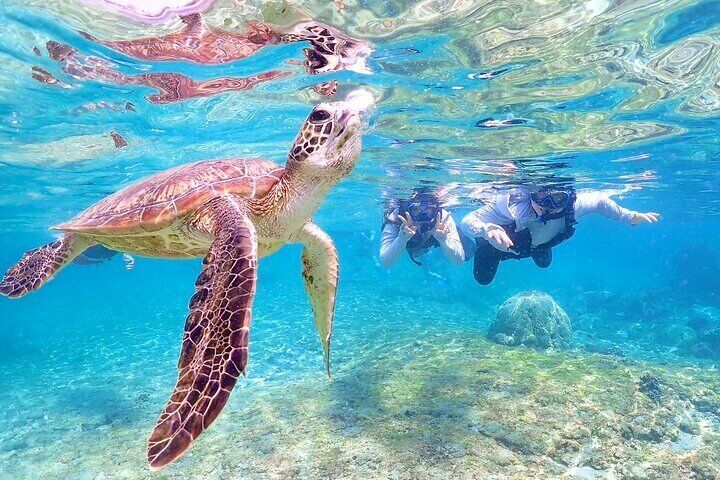 [Miyako Island/Half Day] Sea Turtle Snorkeling