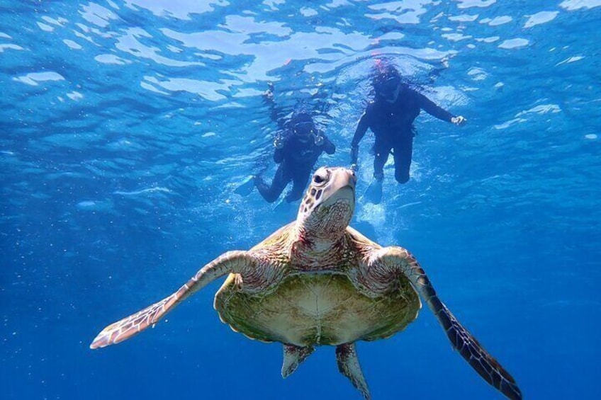 [Okinawa Miyako] Swim in the shining sea! Sea turtle Snorkeling