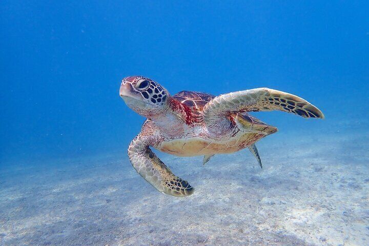 [Okinawa Miyako] Swim in the shining sea! Sea turtle Snorkeling