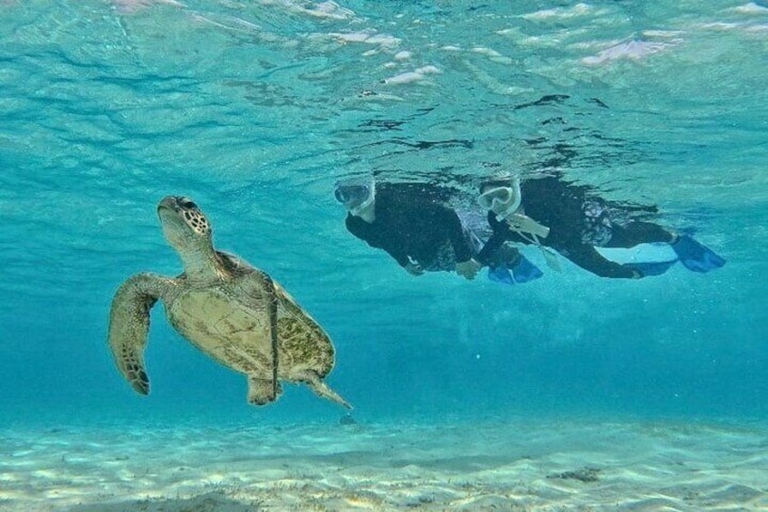[Okinawa Miyako] Swim in the shining sea! Sea turtle Snorkeling