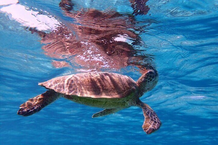 [Okinawa Miyako] Swim in the shining sea! Sea turtle Snorkeling