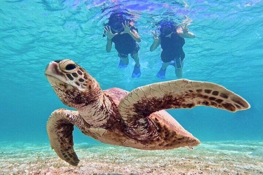 [Okinawa Miyako] Swim in the shining sea! Sea turtle Snorkeling