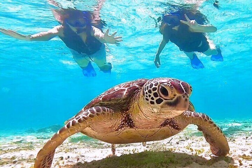 [Okinawa Miyako] [1 day] Pumpkin Limestone Caving & Sea Turtle Snorkeling