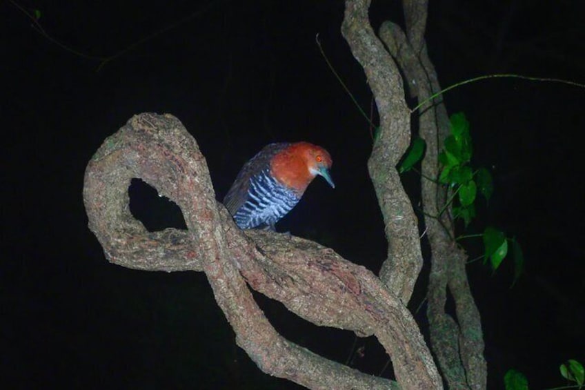 [Okinawa Miyako] Natural planetarium! Starry sky & subtropical jungle Night tour