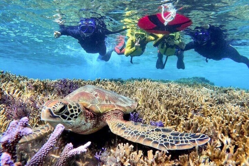 [Okinawa Miyako] Natural Aquarium! Tropical Snorkeling with colorful fish!