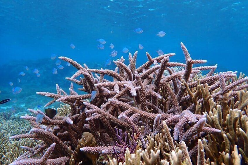 [Okinawa Miyako] Natural Aquarium! Tropical Snorkeling with colorful fish!