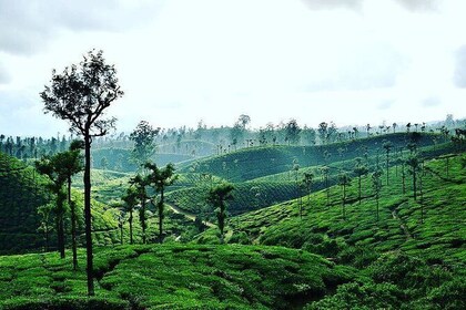 Hill Station Tour from Coimbatore to Valparai