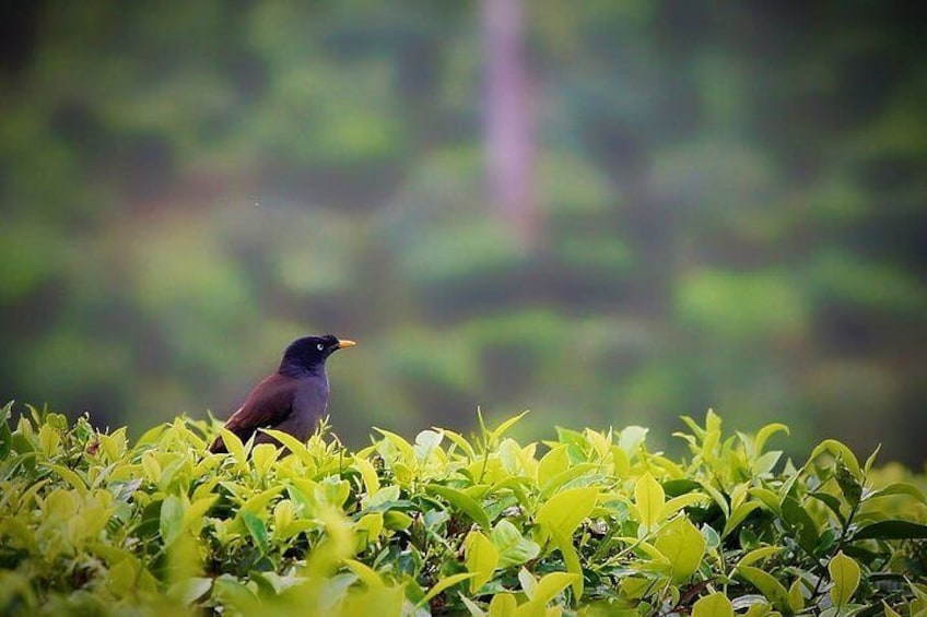 Hill Station Tour from Coimbatore to Valparai