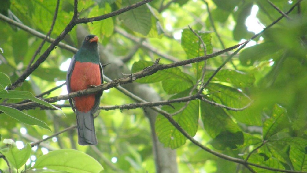 Tropical bird resting atop the trees of the Metropolitan Park