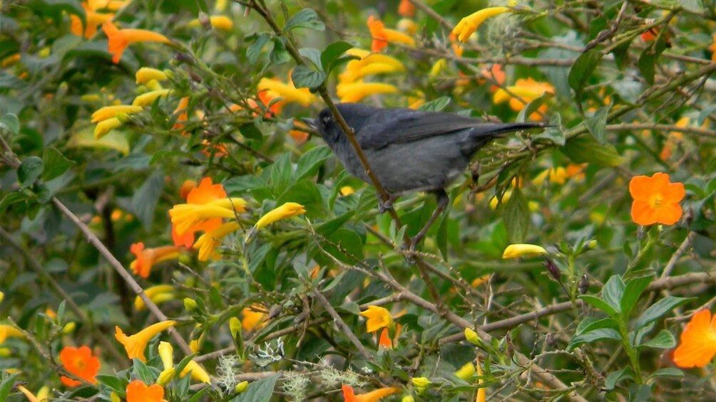 Jay bird sitting among a flower bed in the Metropolitan Park