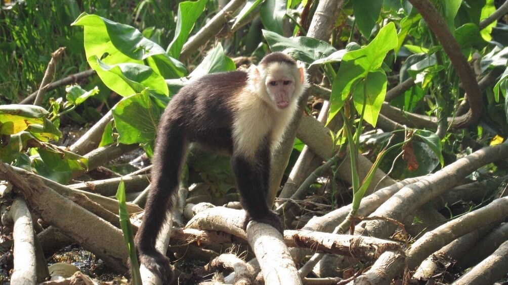 Eco Canal Tour: Monkey Island (with lunch)