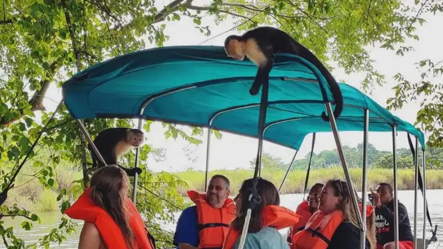 Panama Canal Eco Tour: Monkey Island