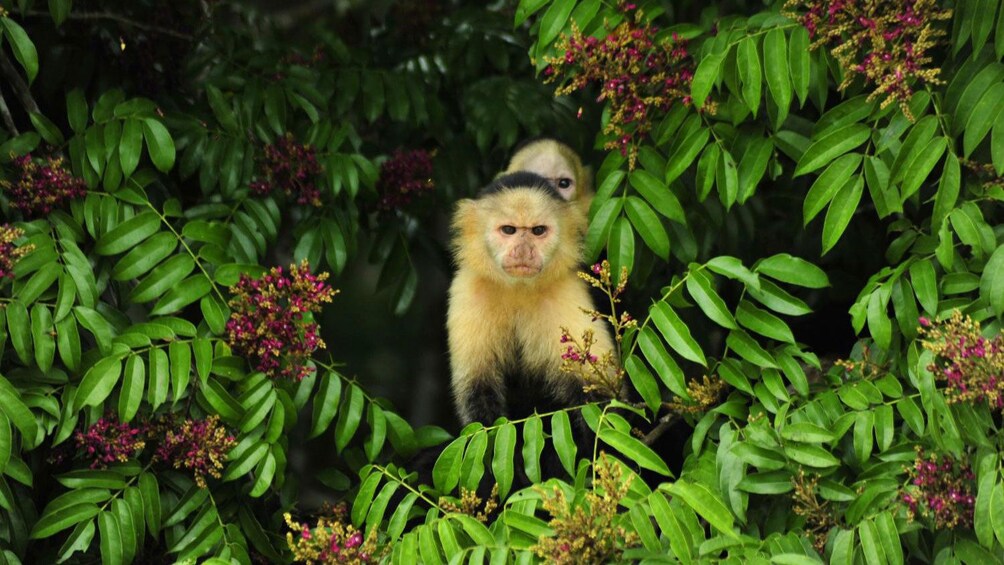 Capucine monkeys hiding out among the trees