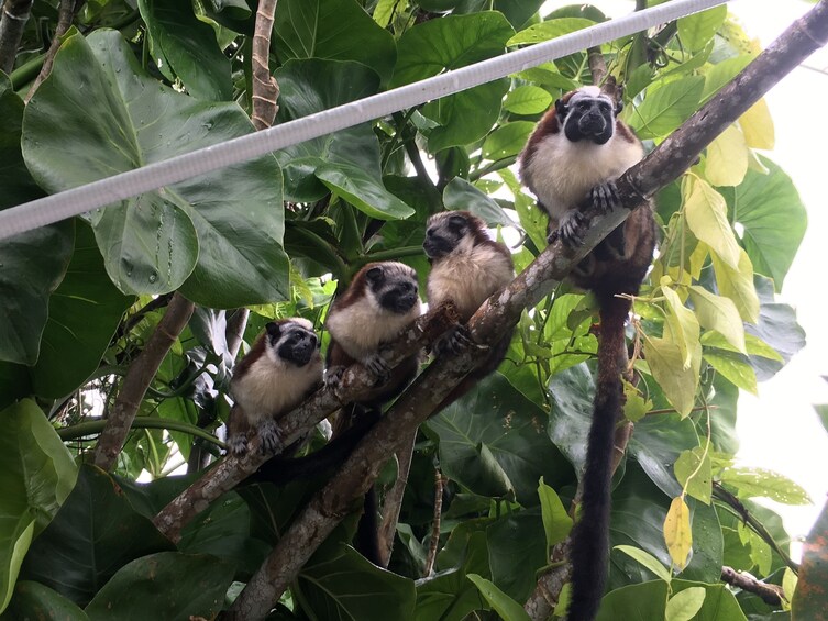 Eco Canal Tour: Monkey Island (with lunch)