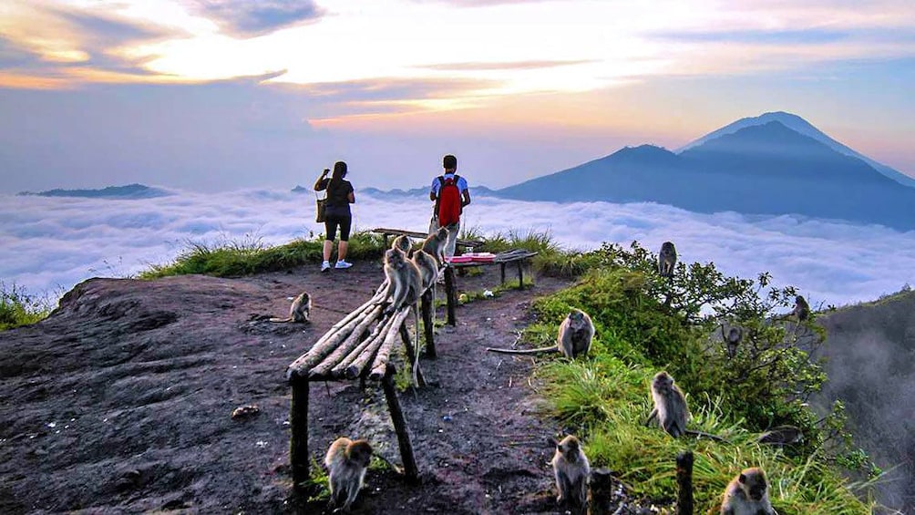 At the top of the mountain with wild monkeys in Indonesia