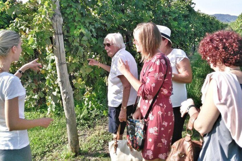 From Padua: Olive Oil & Wine in the Euganean Hills