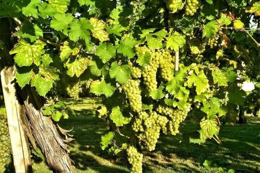 From Padua: Olive Oil & Wine in the Euganean Hills