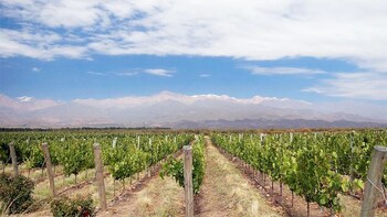 Full-day Wine Experience at Uco Valley