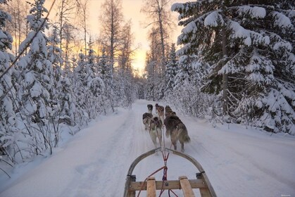 Snow & Fire: trineo tirado por perros y espectáculo de nieve por la noche