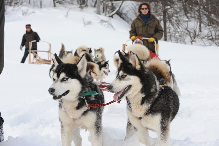 Dogsled & Snowshoes Night Tour