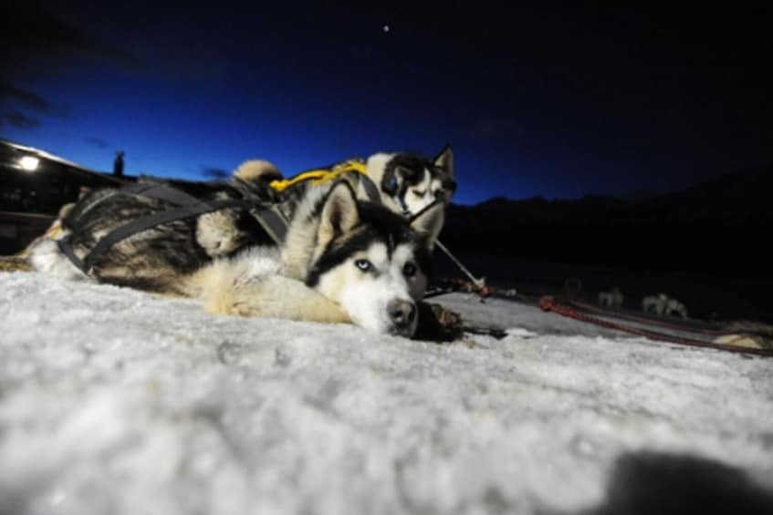 Dogsled & Snowshoes Night Tour