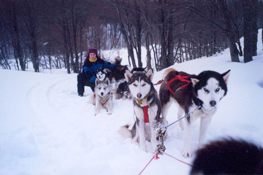 Dogsled & Snowshoes Night Tour