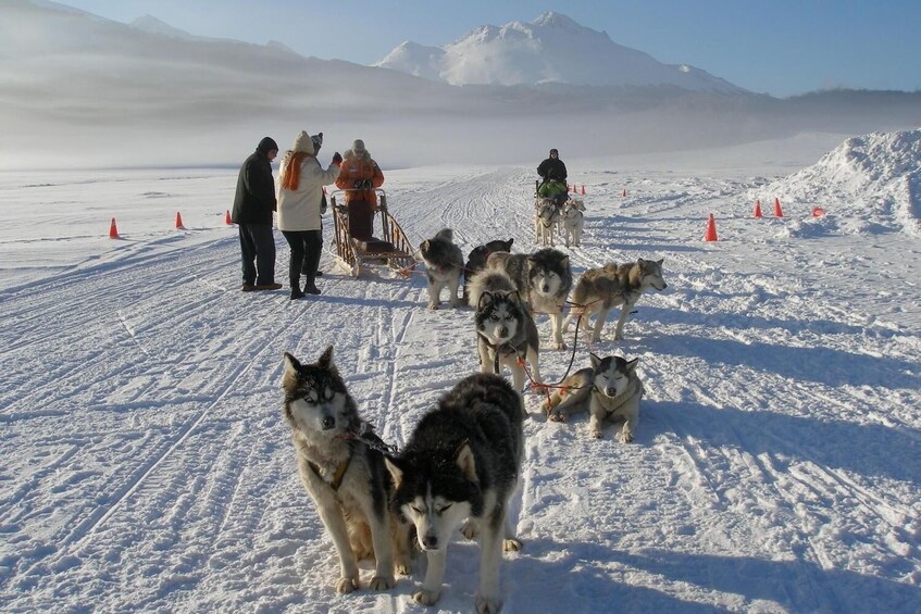 Dogsled & Snowshoes Night Tour
