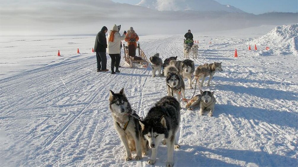 Huskies on the White Adventure tour in Ushuaia