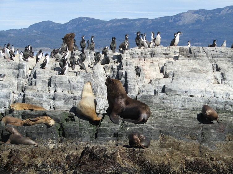 Beagle Channel, Seals Island and Bridges Islands 