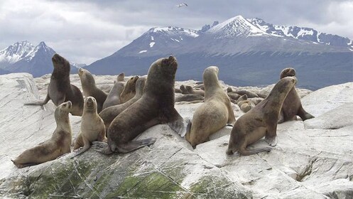 Beagle Channel, Seals Island and Bridges Islands