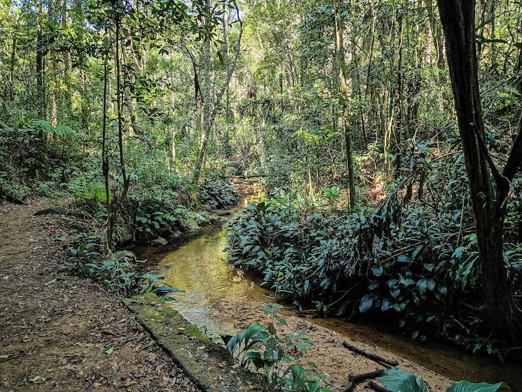 Tijuca National Park Rainforest Jeep Adventure with Hike