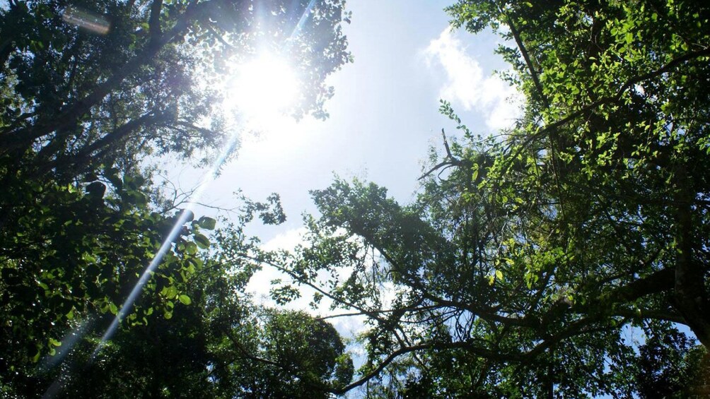 Sunlight peers through the forest canopy