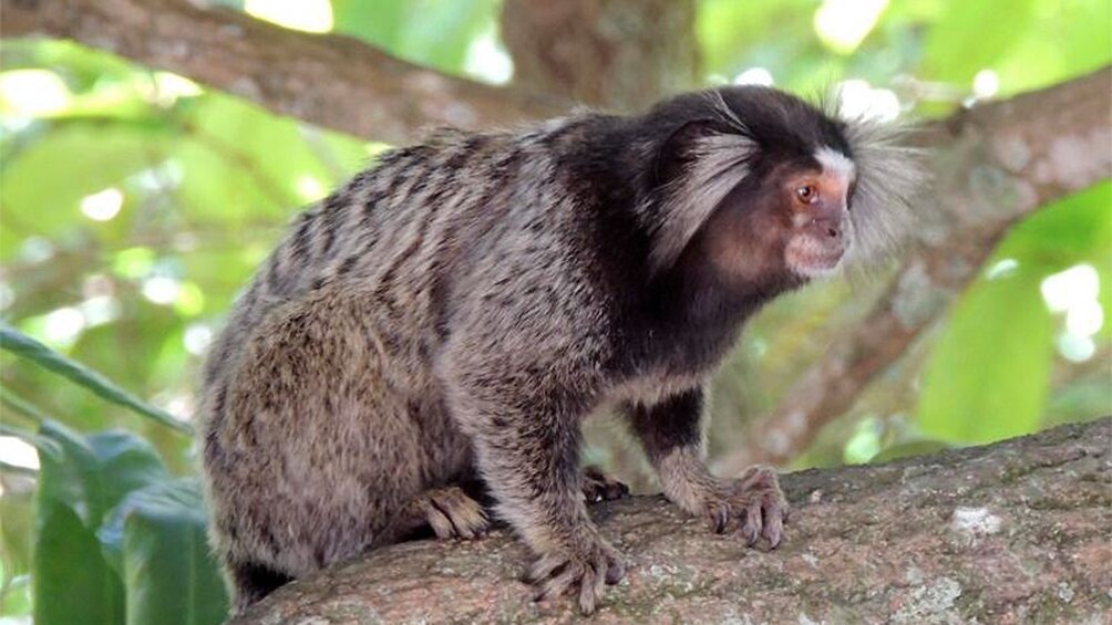 Sugar Loaf animal in Brazil 