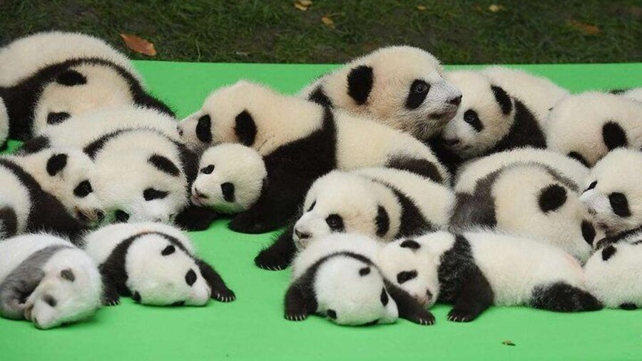 Panda Base