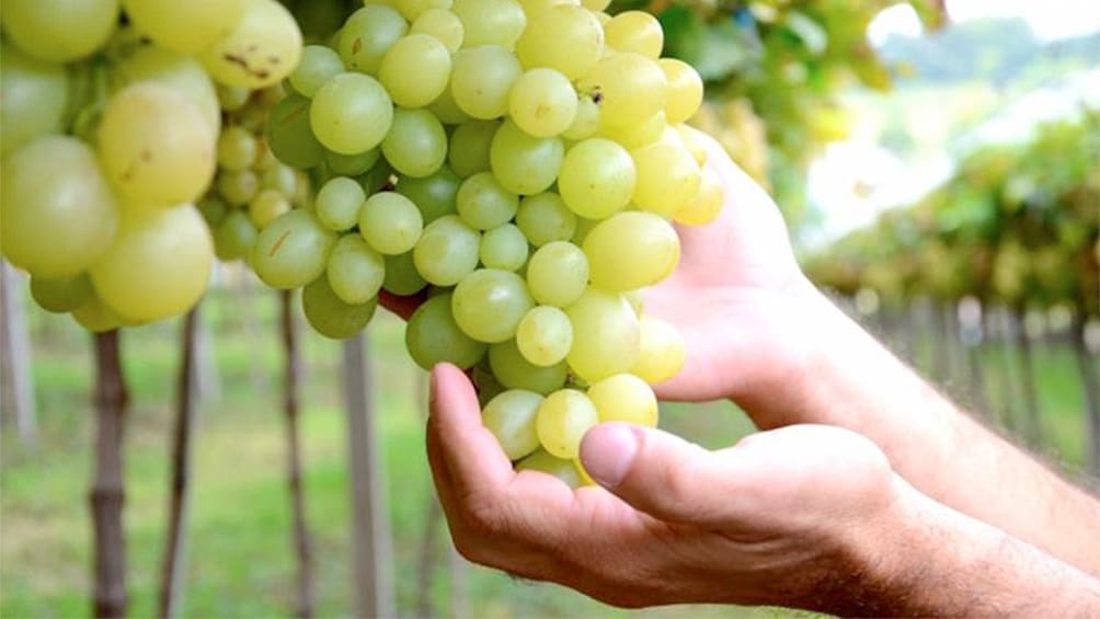 Tourist picking grapes in Vale dos Vinhedos of Porto Alegre 
