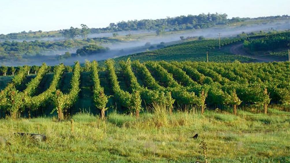 Gorgeous wineries of Vale dos Vinhedos in Porto Alegre